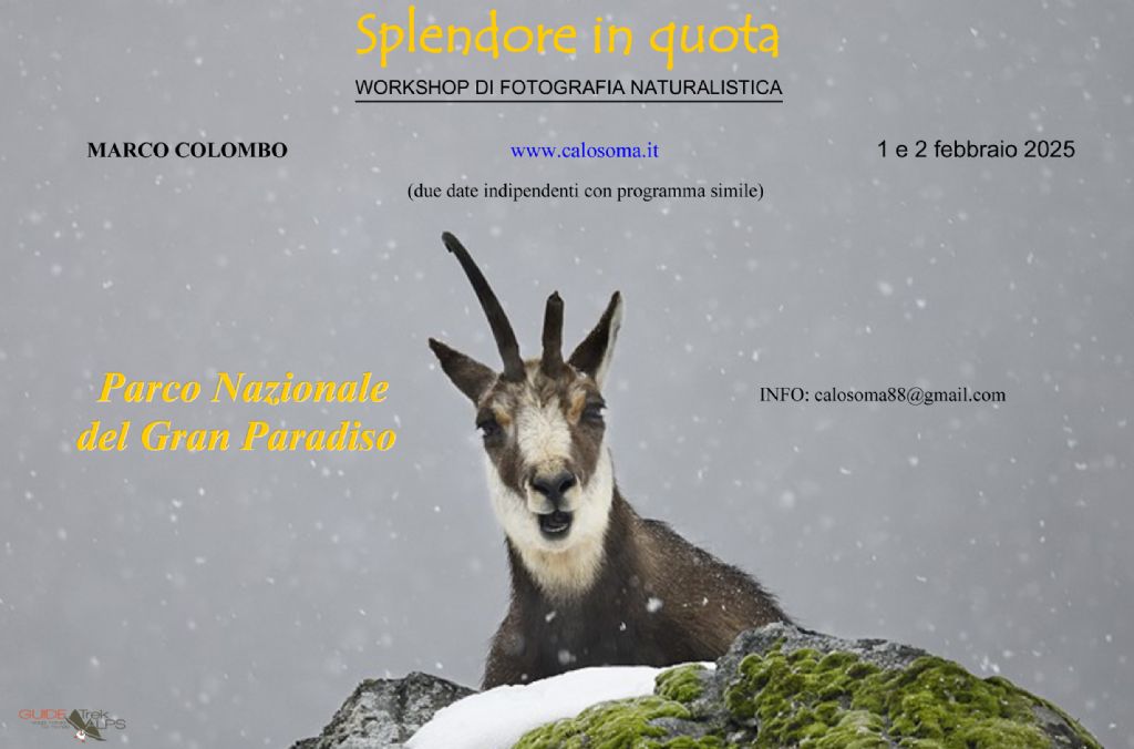 workshop di fotografia naturalistica Gran Paradiso (febbraio/marzo/maggio 2025)